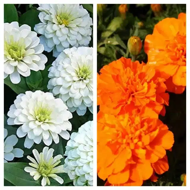 Zinnia White & Marigold Orange Flower Seeds, Pack of 2