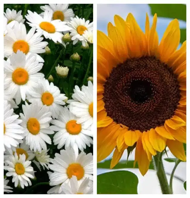 Daisy Mix & Sunflower Flower Seeds, Pack of 2