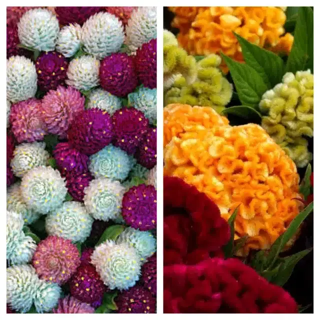 Gomphrena Mix & Cockscomb Mix Flower Seeds, Pack of 2