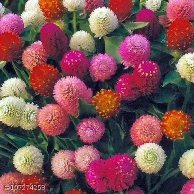 Gomphrena Mix Color Flower Seeds, Pack of 30