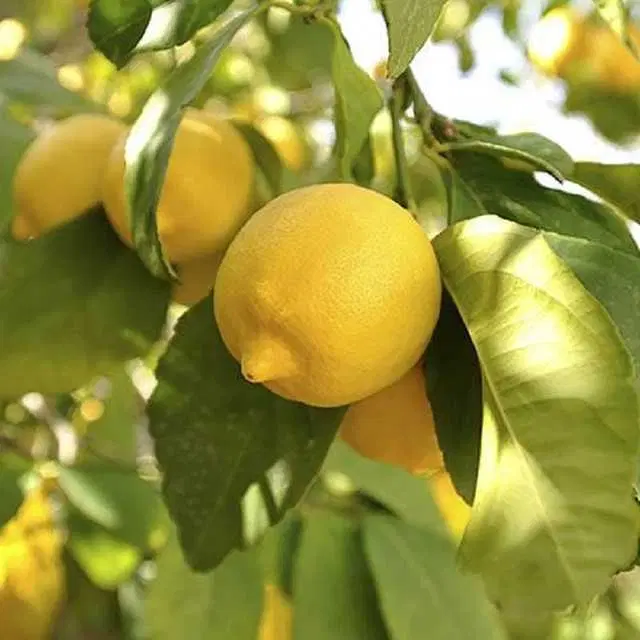 Seeds of Organic Lemon Fruit, Pack Of 20