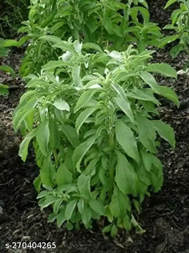 Stevia Rebaudiana Seeds, Pack of 50