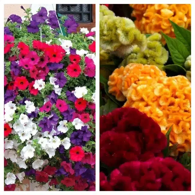 Petunia Mix & Cockscomb Mix Flower Seeds, Pack of 2