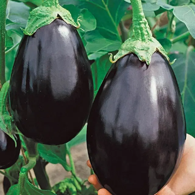 Jignisha Seeds Black Brinjal Seeds, Black, Pack of 50