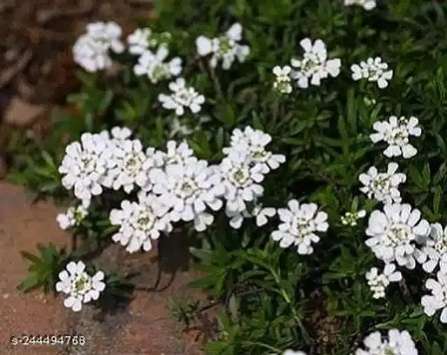 American Mixed Candytuft Seeds, Pack of 30