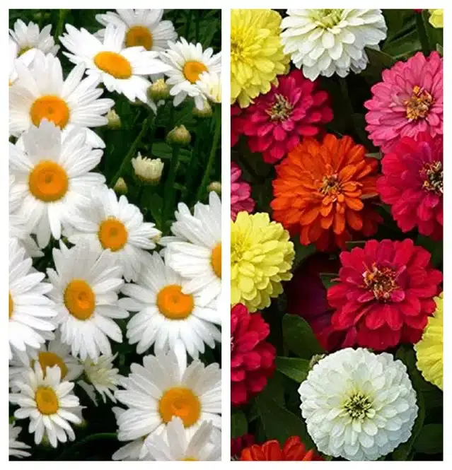 Daisy Mix & Zinnia Mix Flower Seeds, Pack of 2