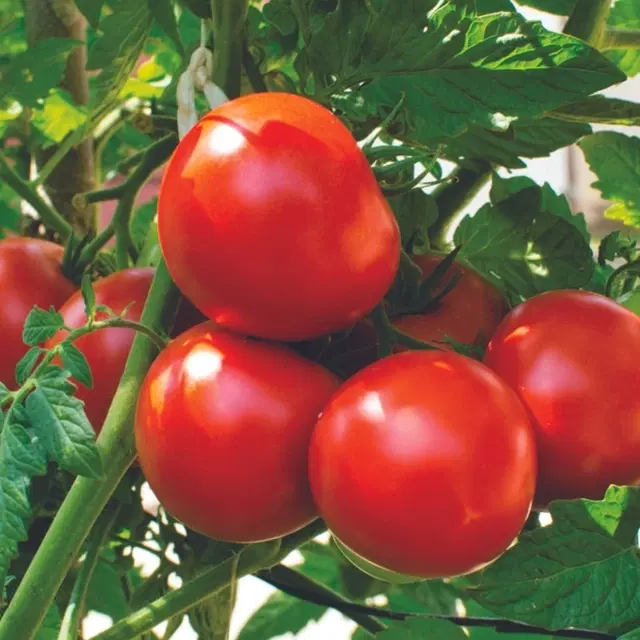 Red Tomato Vegetable Seeds, Pack of 50