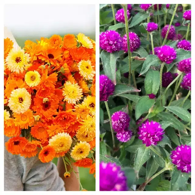 Calendula Mix & Gomphrena Purple Flower Seeds, Pack of 2