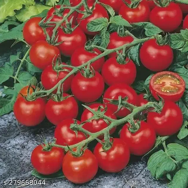 Red Ruby Cherry Tomato Vegetable Seeds, Pack of 50