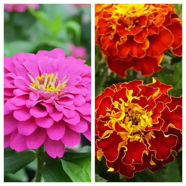 Zinnia Pink & Marigold French Flower Seeds, Pack of 2
