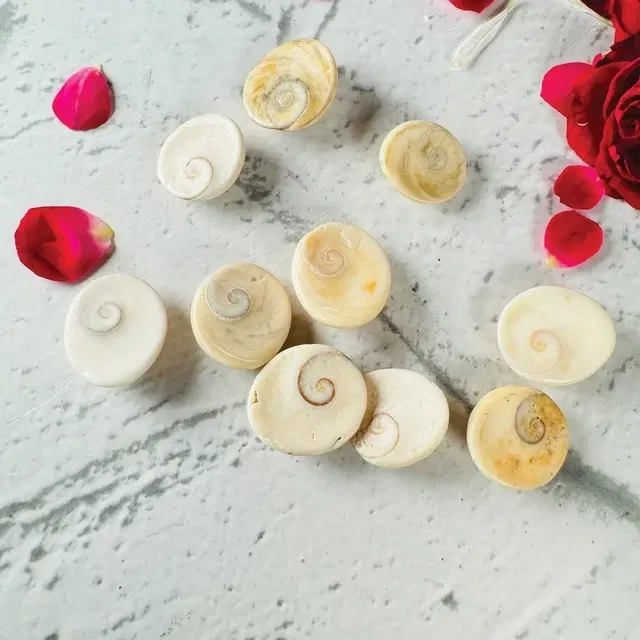 Puja Gomti Chakra 11 Pc