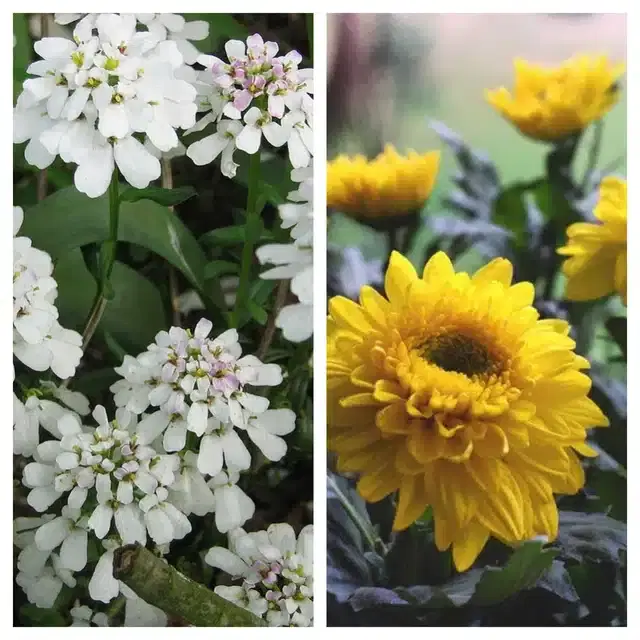 Candytuft Flower & Chrysanthemum Yellow Flower Seeds, Pack of 2