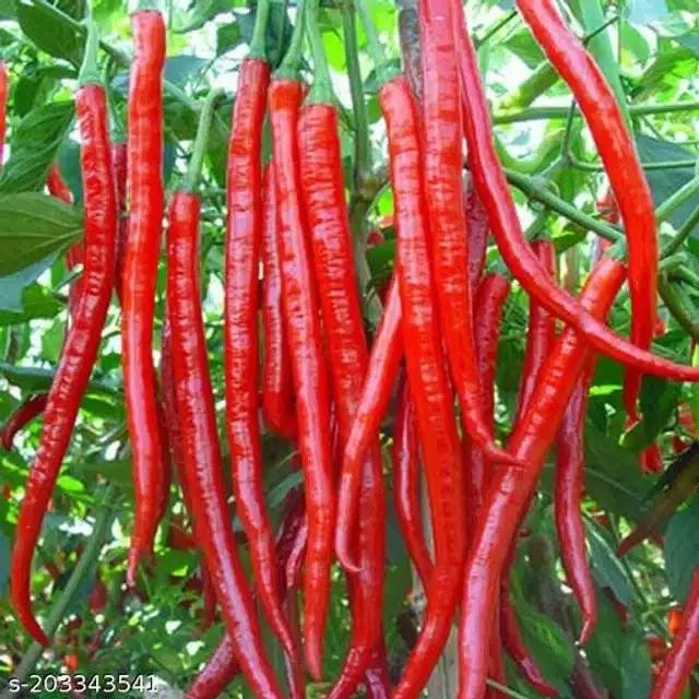 Chilli Long Vegetable Seeds, Pack of 100