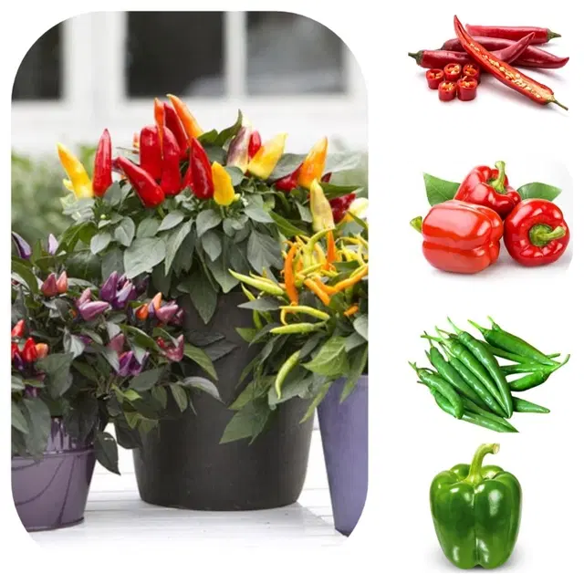 Jignisha Seeds 5 Type of Chilli Seeds, Red, Set of 1