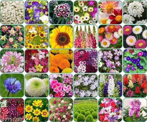 Aero Seeds Combo of 30 variety flower seeds with instruction manual.