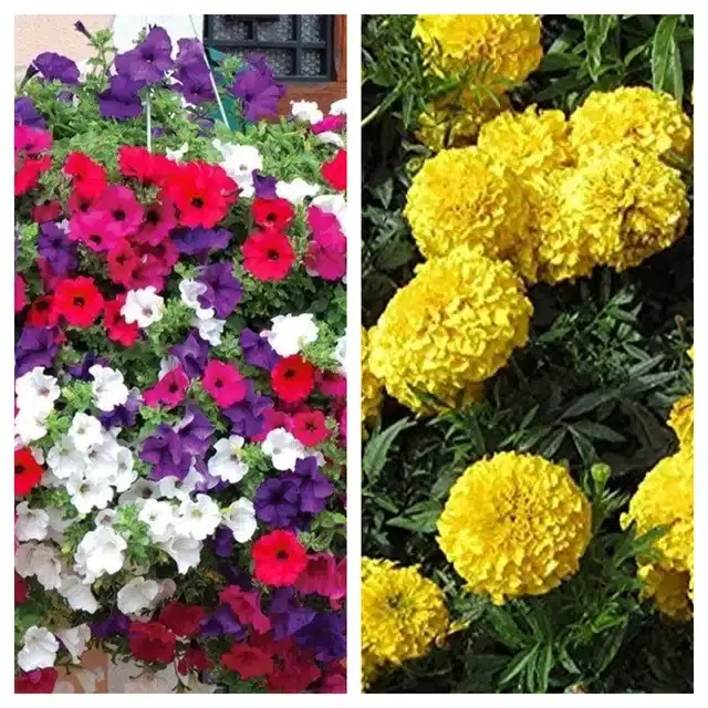 Petunia Mix & Marigold Yellow Flower Seeds, Pack of 2