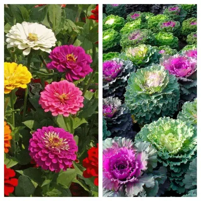 Zinnia Mix & Flowering Kale Flower Seeds, Pack of 2