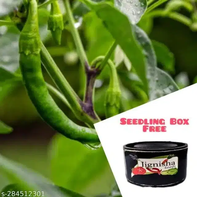 Hybrid Green Chilli Seeds, Pack of 50