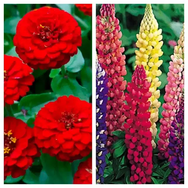 Zinnia Red & Lupine Mix Flower Seeds, Pack of 2