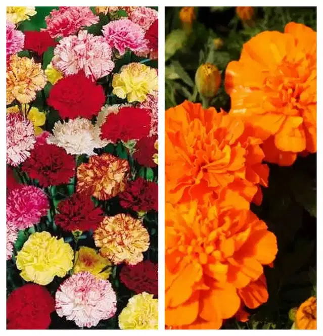 Carnation Mix & Marigold Orange Flower Seeds, Pack of 2