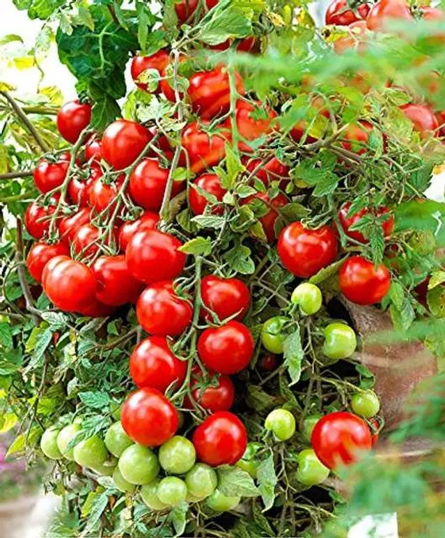 Seeds for Hybrid Cherry Tomato, Pack Of 50