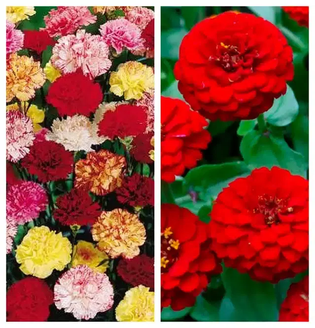 Carnation Mix & Zinnia Red Flower Seeds, Pack of 2