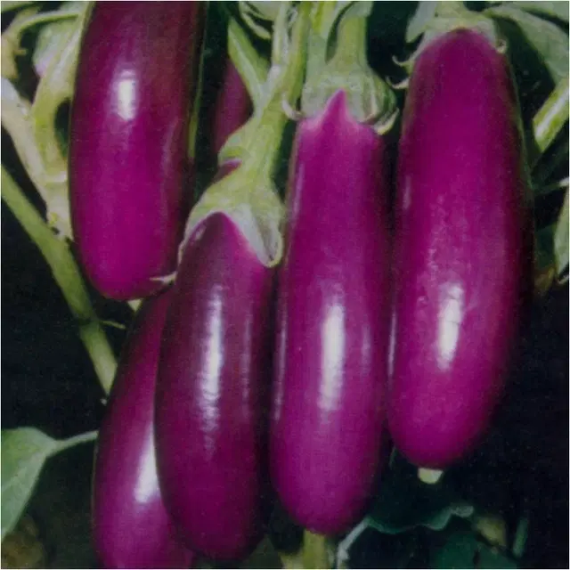 Brinjal Purple long Vegetable Seeds, Pack of 50