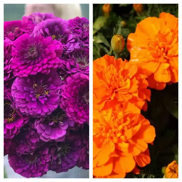 Zinnia Purple & Marigold Orange Flower Seeds, Pack of 2