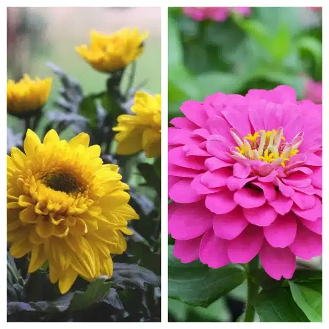 Chrysanthemum Yellow & Zinnia Pink Flower Seeds, Pack of 2