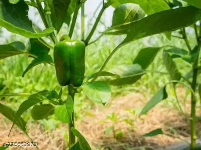 Green Chilli Capsicum Vegetable Seeds, Pack of 50