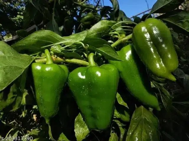 Capsicum Seeds, Pack of 50