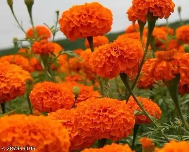 Marigold Orange Flower Seeds, Pack of 50