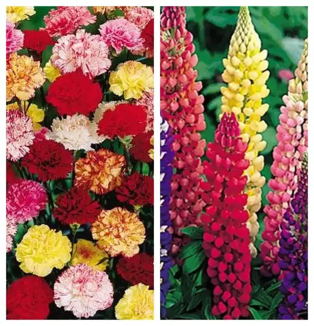 Carnation Mix & Lupine Mix Flower Seeds, Pack of 2