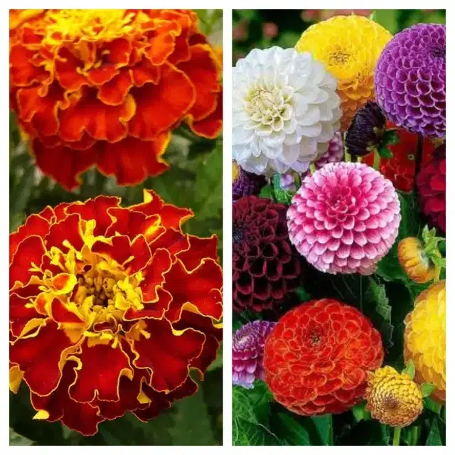 Marigold French & Dahlia Mix Flower Seeds, Pack of 2