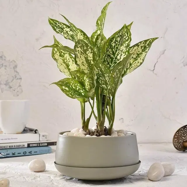 Metal Planter for Home, Grey