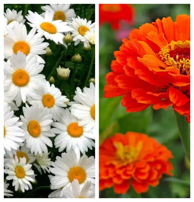 Daisy Mix & Zinnia Orange Flower Seeds, Pack of 2