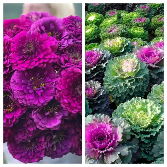 Zinnia Purple & Flowering Kale Flower Seeds, Pack of 2