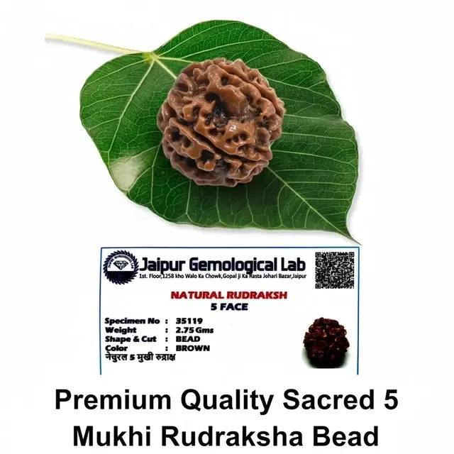Certified - Natural Nepali 5 Mukhi Rudraksha For Meditation And Prayer, Protection, Chakra Balancing (Pack of 1)
