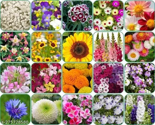 Aero Seeds Combo of 20 variety flower seeds with instruction manual.