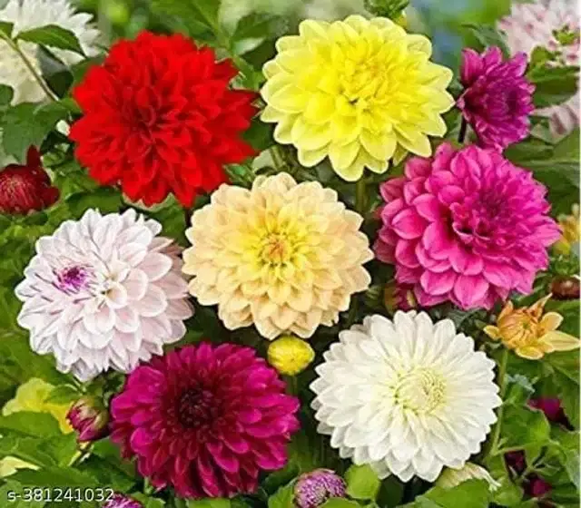 Dahlia Flower Multicolor Hybrid Seeds, Pack of 20