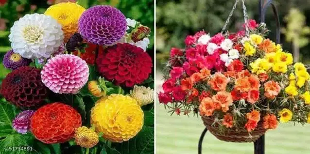 Seeds of Portulaca Double Mixed Flower & Dahlia Mixed Flower, Pack of 2