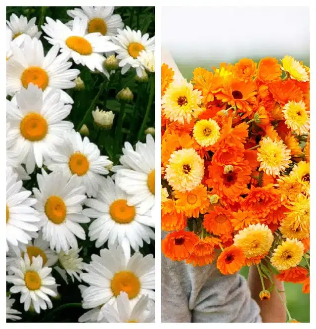 Daisy Mix & Calendula Mix Flower Seeds, Pack of 2