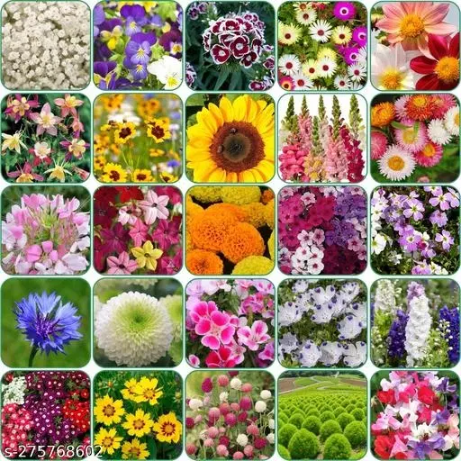 Aero Seeds Combo of 25 variety flower seeds with instruction manual.