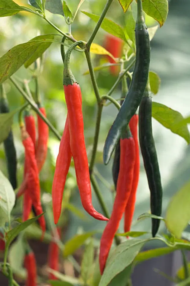 Jignisha Seeds Long Chilli Seeds, Red, Pack of 50