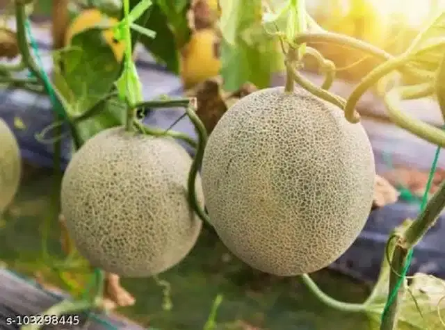 Hybrid Orange Flesh Seeds, Pack of 30