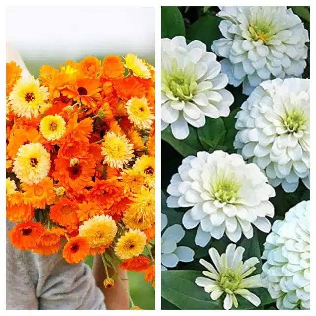 Calendula Mix & Zinnia White Flower Seeds, Pack of 2