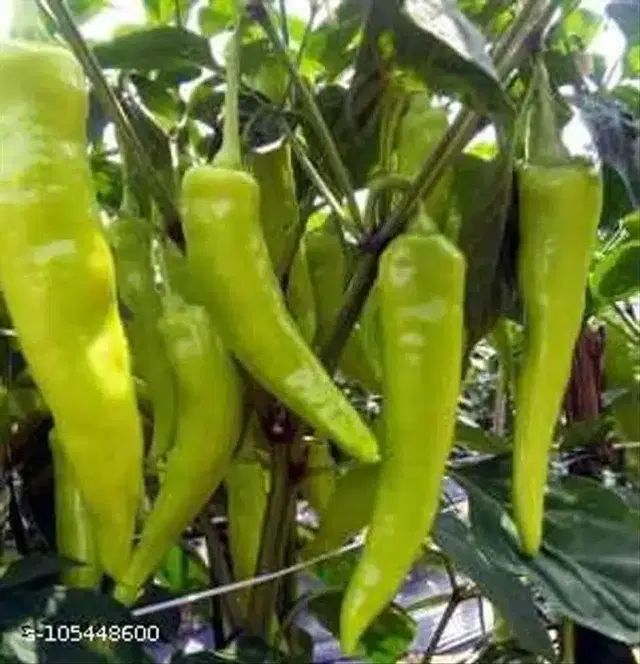Chilli Jwala Vegetable Seeds, Pack of 50