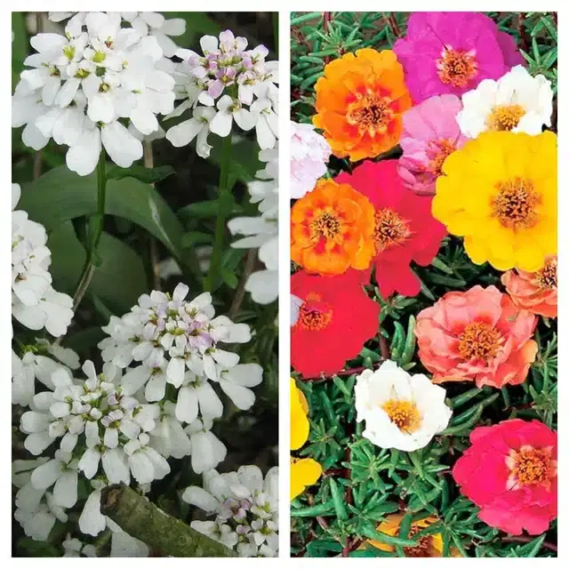 Candytuft Flower & Portulaca Mix Flower Seeds, Pack of 2