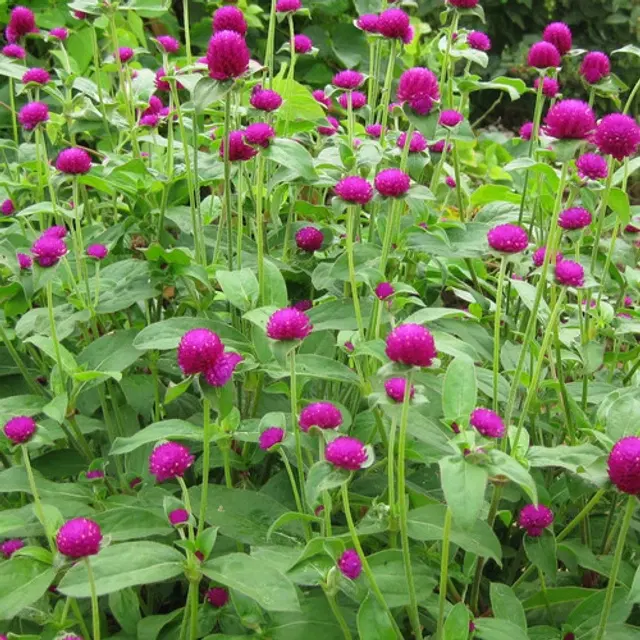 Gomphrena Purple Flower Seeds, Pack of 30