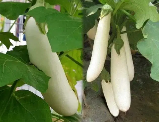 Seeds of Hybrid White Long Brinjal Vegetable, Pack Of 50